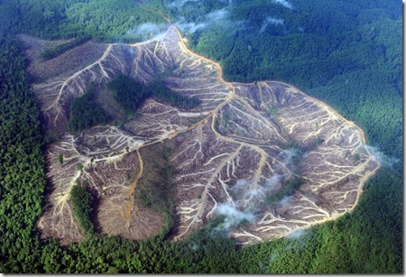 Kerusakan-hutan-indonesia